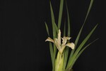 Iris chrysophyllus (_DSC2007.jpg)