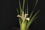Iris chrysophyllus (_DSC2008.jpg)