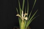 Iris chrysophyllus (_DSC2009.jpg)