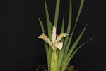 Iris chrysophyllus (_DSC2010.jpg)