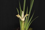 Iris chrysophyllus (_DSC2011.jpg)