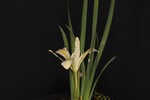Iris chrysophyllus (_DSC2013.jpg)