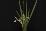 Iris chrysophyllus (_DSC2014.jpg)