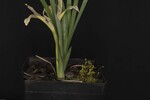Iris chrysophyllus (_DSC2015.jpg)