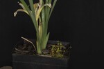 Iris chrysophyllus (_DSC2016.jpg)