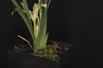 Iris chrysophyllus (_DSC2017.jpg)