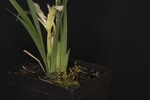 Iris chrysophyllus (_DSC2018.jpg)