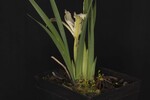 Iris chrysophyllus (_DSC2019.jpg)