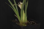 Iris chrysophyllus (_DSC2020.jpg)