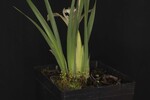 Iris chrysophyllus (_DSC2021.jpg)