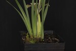 Iris chrysophyllus (_DSC2023.jpg)