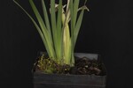 Iris chrysophyllus (_DSC2024.jpg)