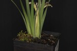 Iris chrysophyllus (_DSC2025.jpg)