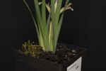 Iris chrysophyllus (_DSC2026.jpg)