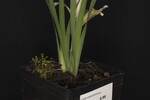 Iris chrysophyllus (_DSC2027.jpg)
