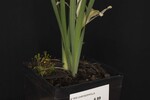 Iris chrysophyllus (_DSC2028.jpg)