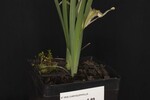 Iris chrysophyllus (_DSC2029.jpg)