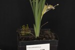 Iris chrysophyllus (_DSC2030.jpg)