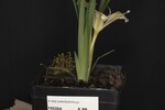 Iris chrysophyllus (_DSC2031.jpg)