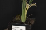 Iris chrysophyllus (_DSC2032.jpg)