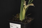 Iris chrysophyllus (_DSC2033.jpg)