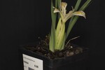 Iris chrysophyllus (_DSC2034.jpg)