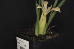 Iris chrysophyllus (_DSC2035.jpg)