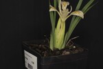 Iris chrysophyllus (_DSC2036.jpg)