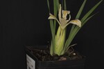 Iris chrysophyllus (_DSC2037.jpg)