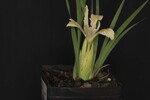 Iris chrysophyllus (_DSC2038.jpg)
