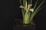 Iris chrysophyllus (_DSC2039.jpg)