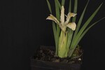 Iris chrysophyllus (_DSC2040.jpg)