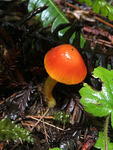 The Little Orange Fungi by Lucky James McClelland